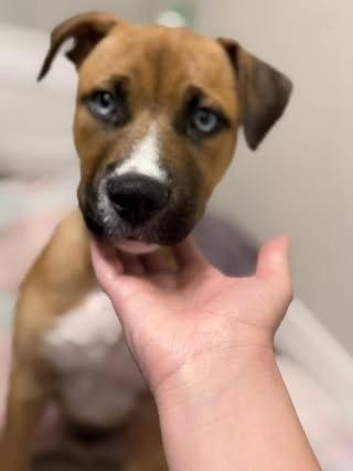 Kahlua, Adoptable, Puppy Male Labrador Retriever.