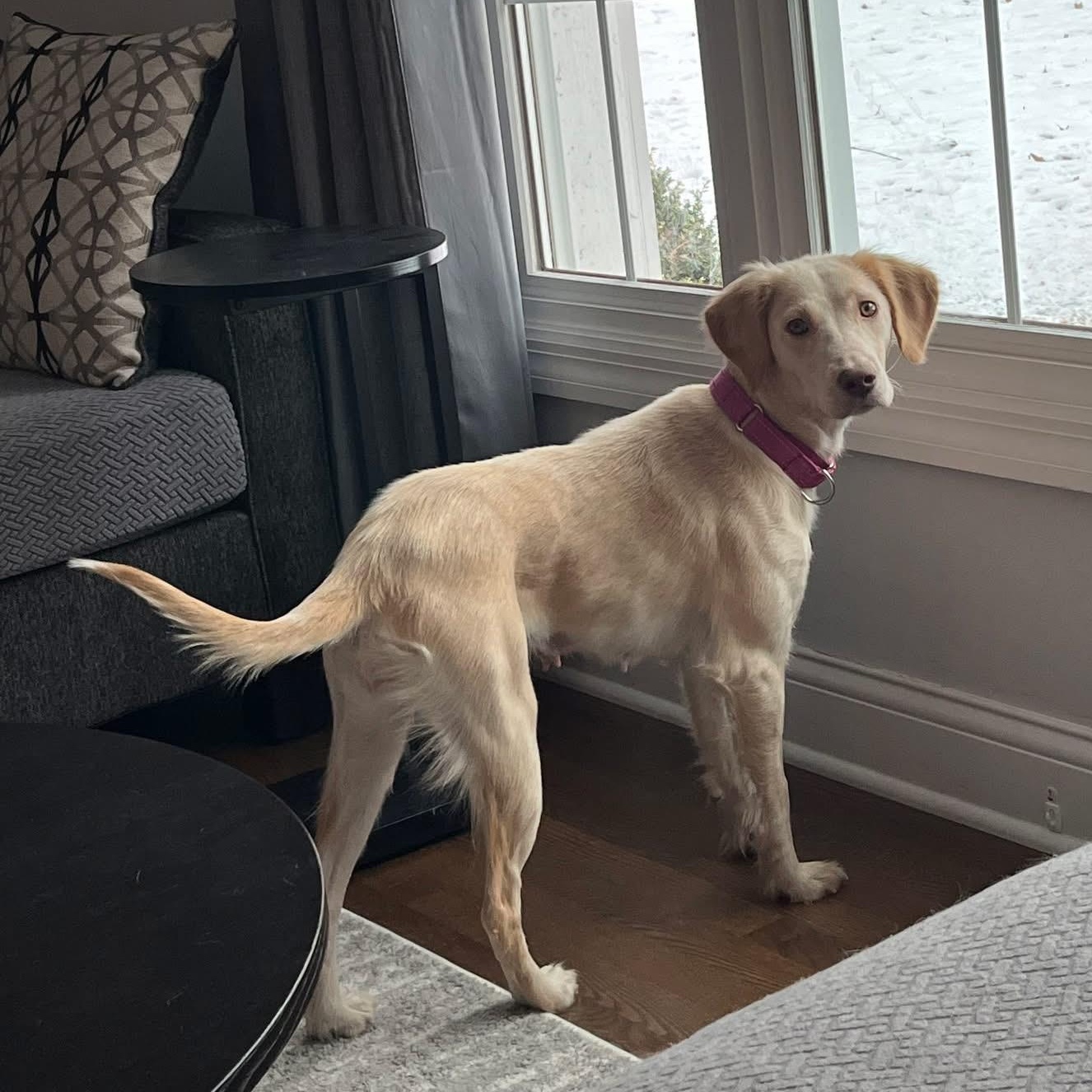 Honey, a ADOPTABLE mixed breed in McHenry, IL image 1/4