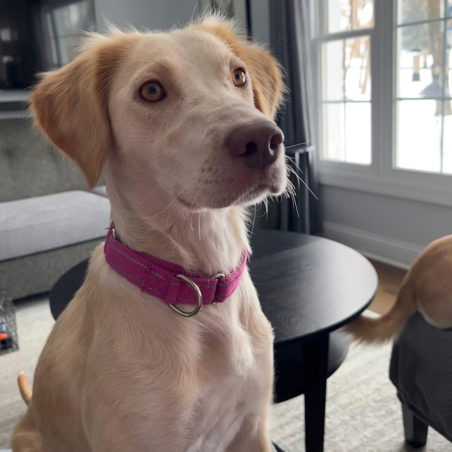 Honey, a ADOPTABLE mixed breed in McHenry, IL image 2/4