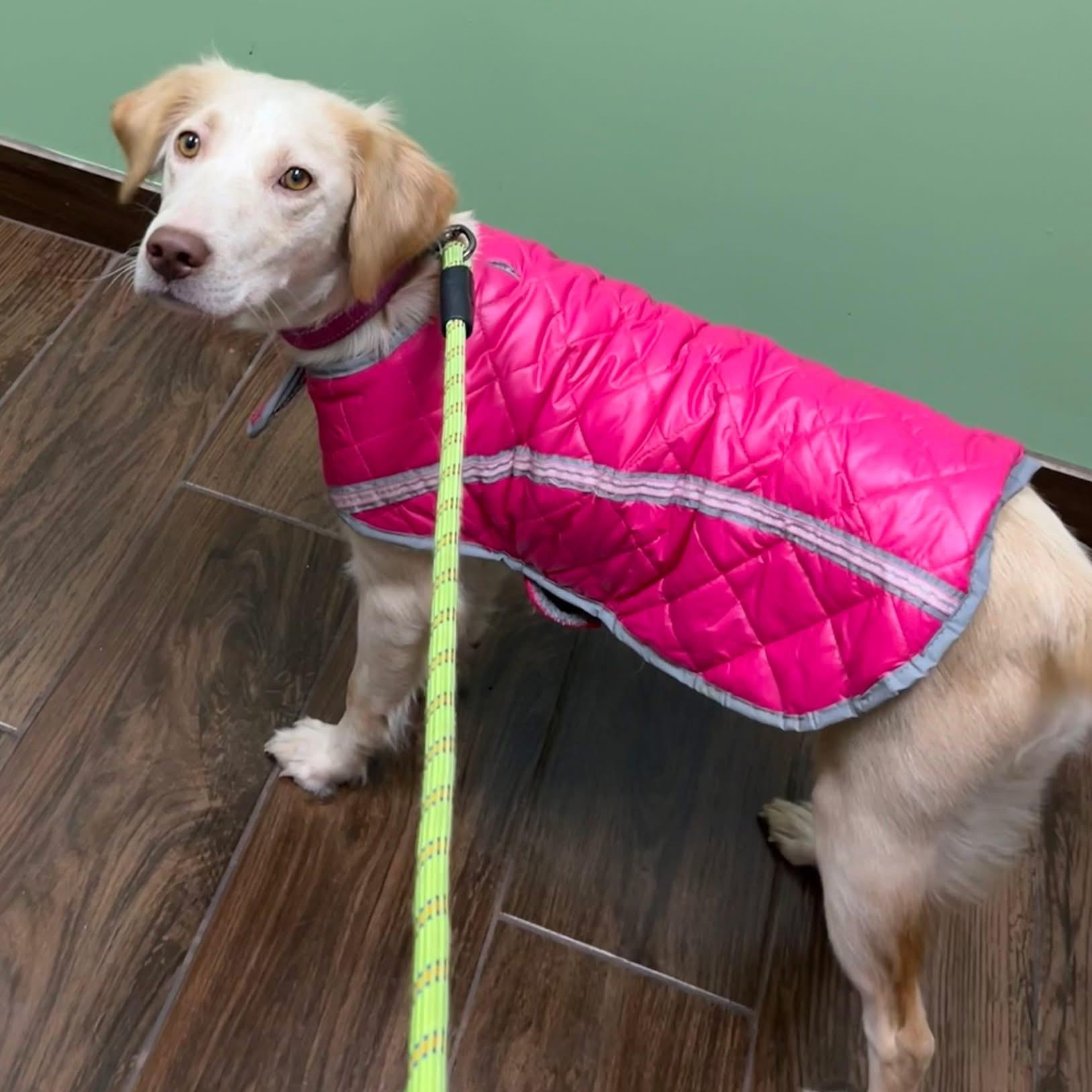 Honey, a ADOPTABLE mixed breed in McHenry, IL image 3/4