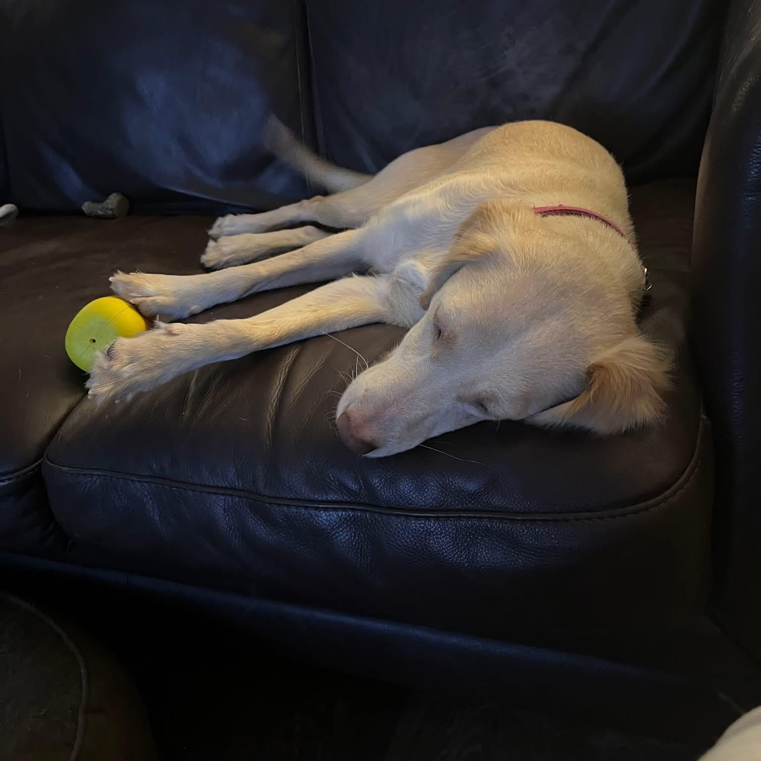 Honey, a ADOPTABLE mixed breed in McHenry, IL image 4/4