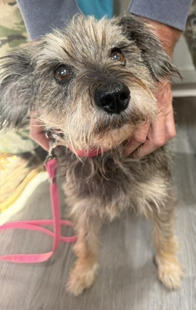 Enlarge Jelly, a Adoptable mixed breed in Washington, DC image 1/5