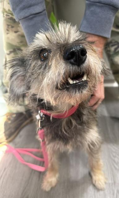Enlarge Jelly, a Adoptable mixed breed in Washington, DC image 2/5
