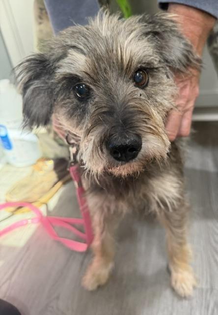 Enlarge Jelly, a Adoptable mixed breed in Washington, DC image 3/5