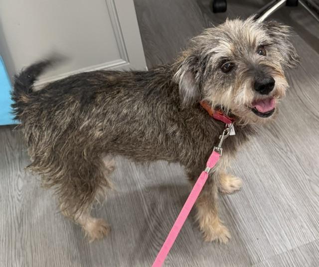 Enlarge Jelly, a Adoptable mixed breed in Washington, DC image 4/5