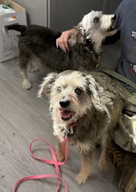 Enlarge Jelly, a Adoptable mixed breed in Washington, DC image 5/5