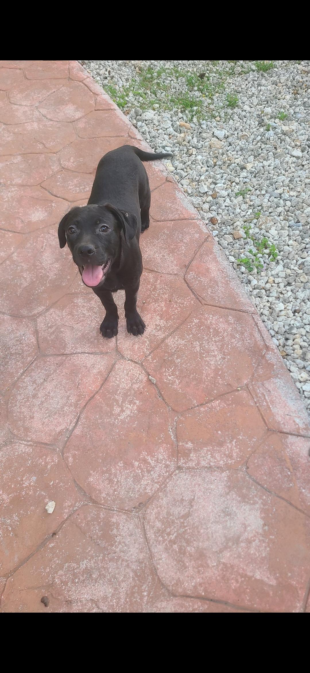 Felicia, Adoptable, Young Female Terrier.