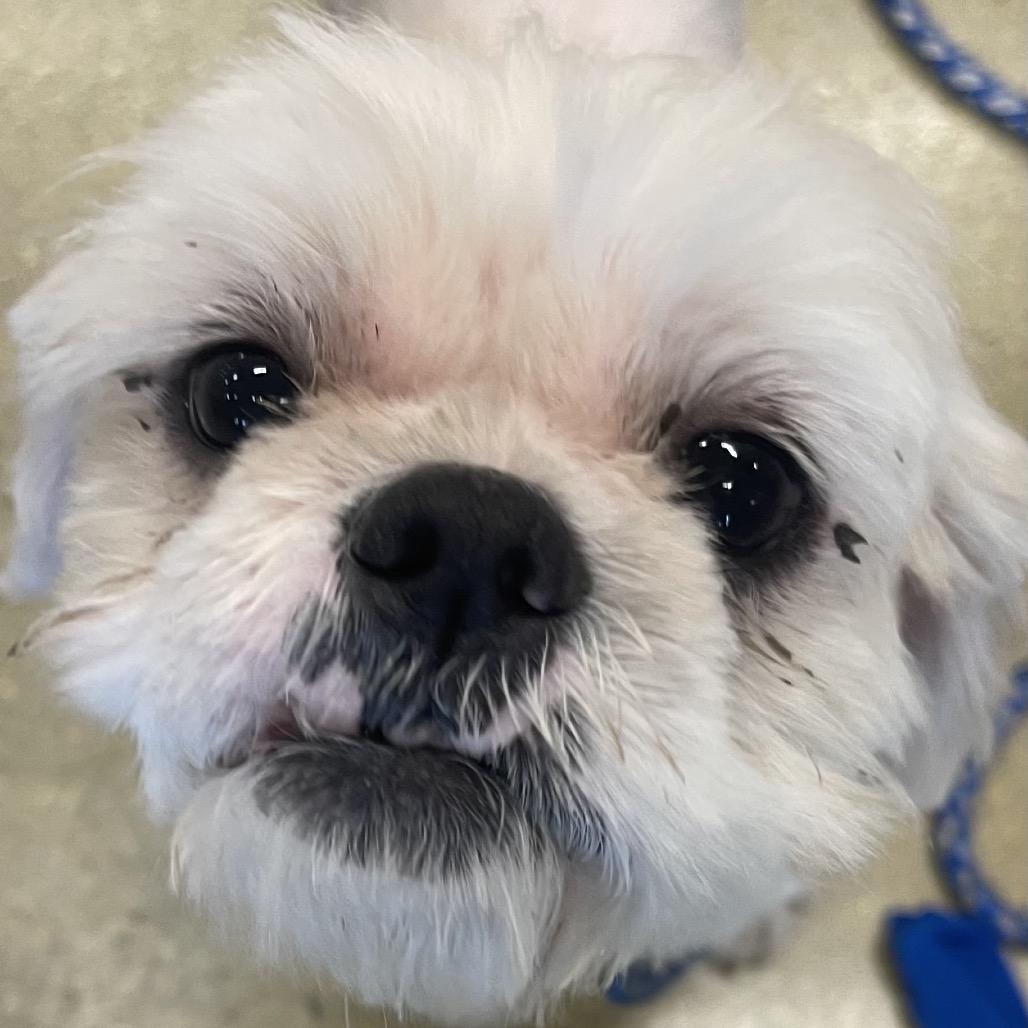 LARRY (601), Adoptable, Adult Male Shih Tzu & Mixed Breed.