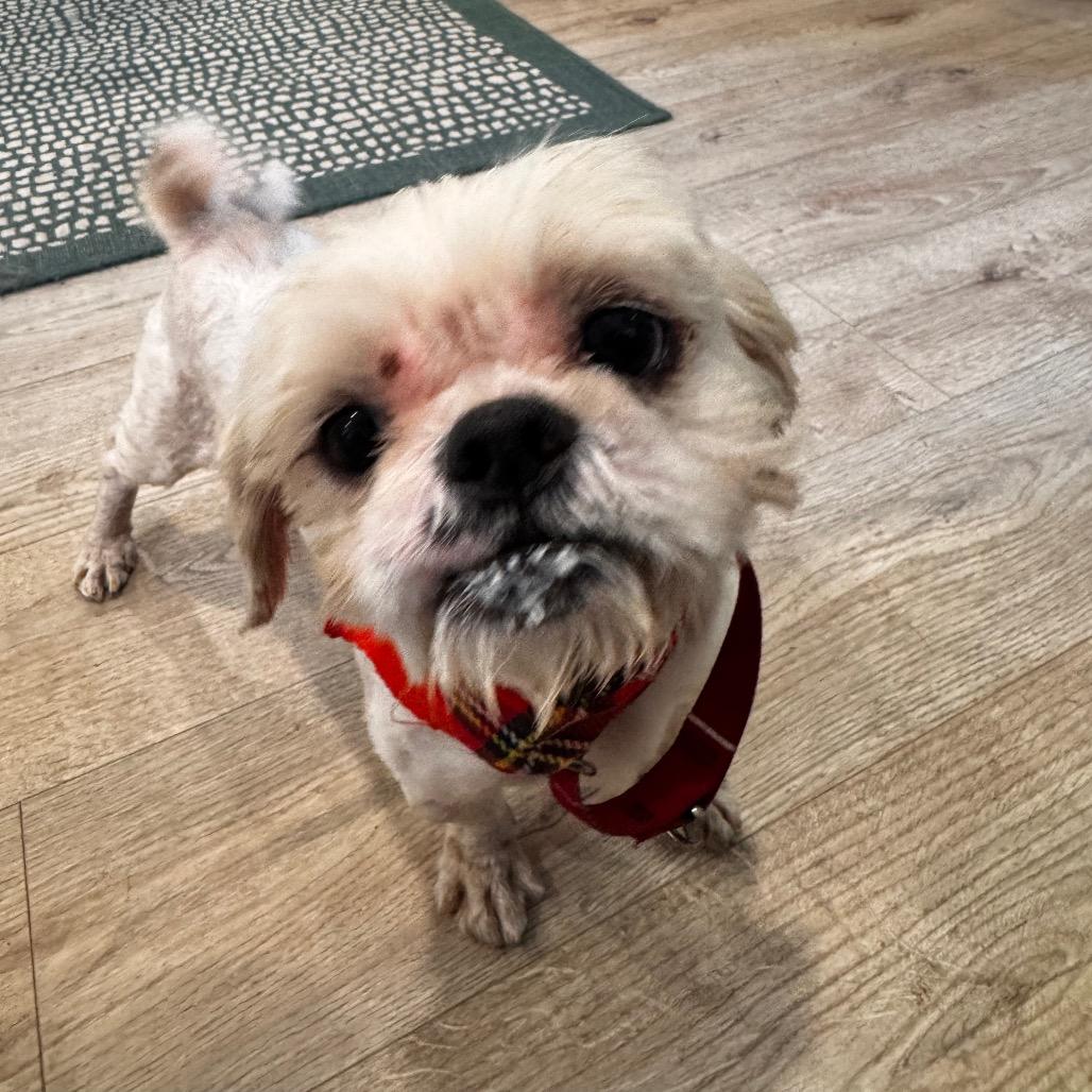 Enlarge LARRY (601), a Adoptable mixed breed in Indiantown, FL image 2/6