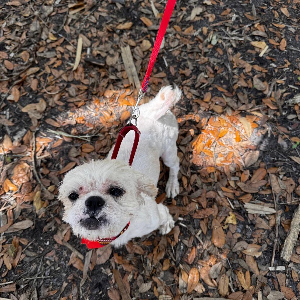 Enlarge LARRY (601), a Adoptable mixed breed in Indiantown, FL image 3/6
