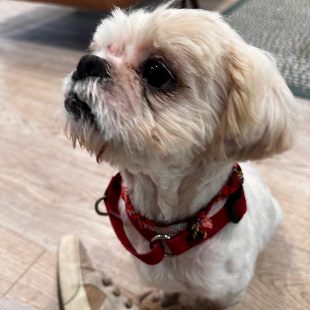 Enlarge LARRY (601), a Adoptable mixed breed in Indiantown, FL image 4/6