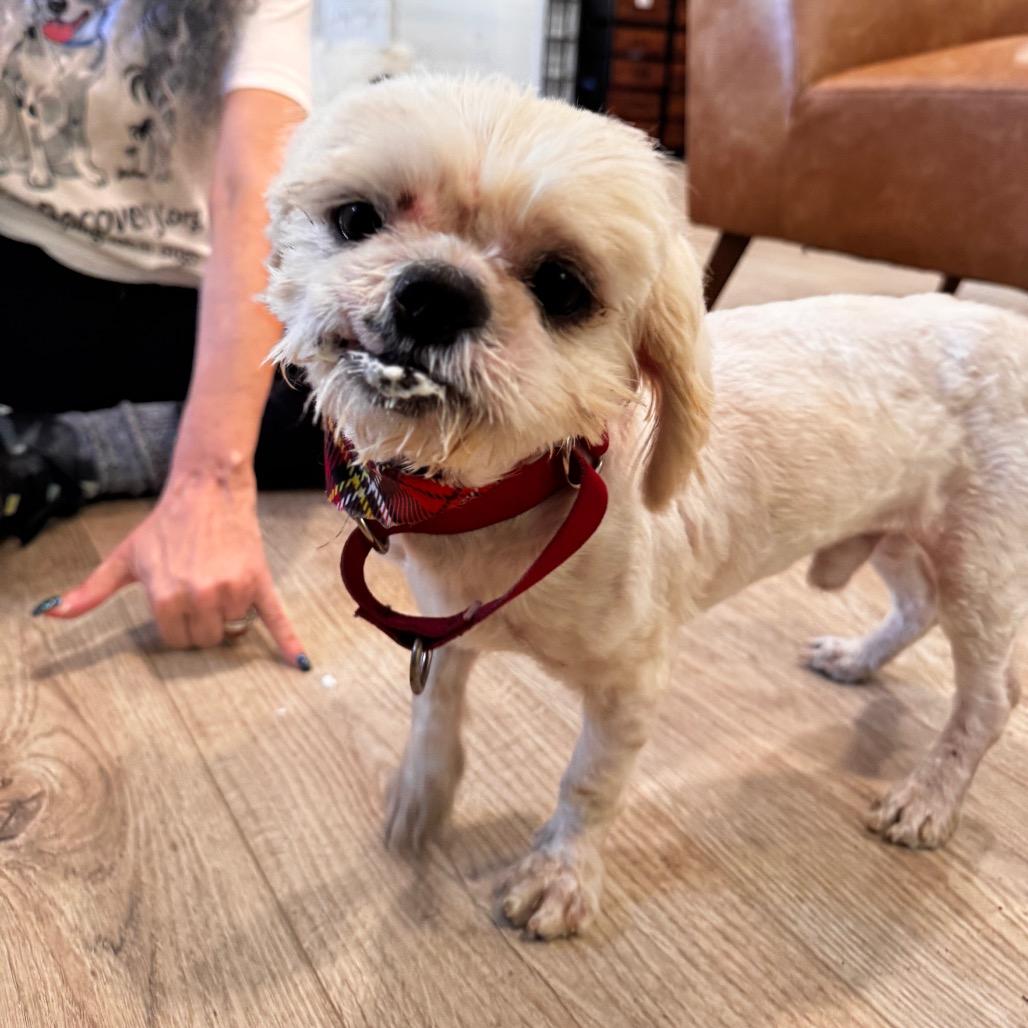 Enlarge LARRY (601), a Adoptable mixed breed in Indiantown, FL image 5/6