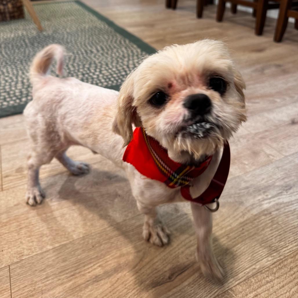 Enlarge LARRY (601), a Adoptable mixed breed in Indiantown, FL image 6/6