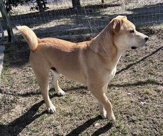 Milo, Adoptable, Adult Male Husky & German Shepherd Dog.