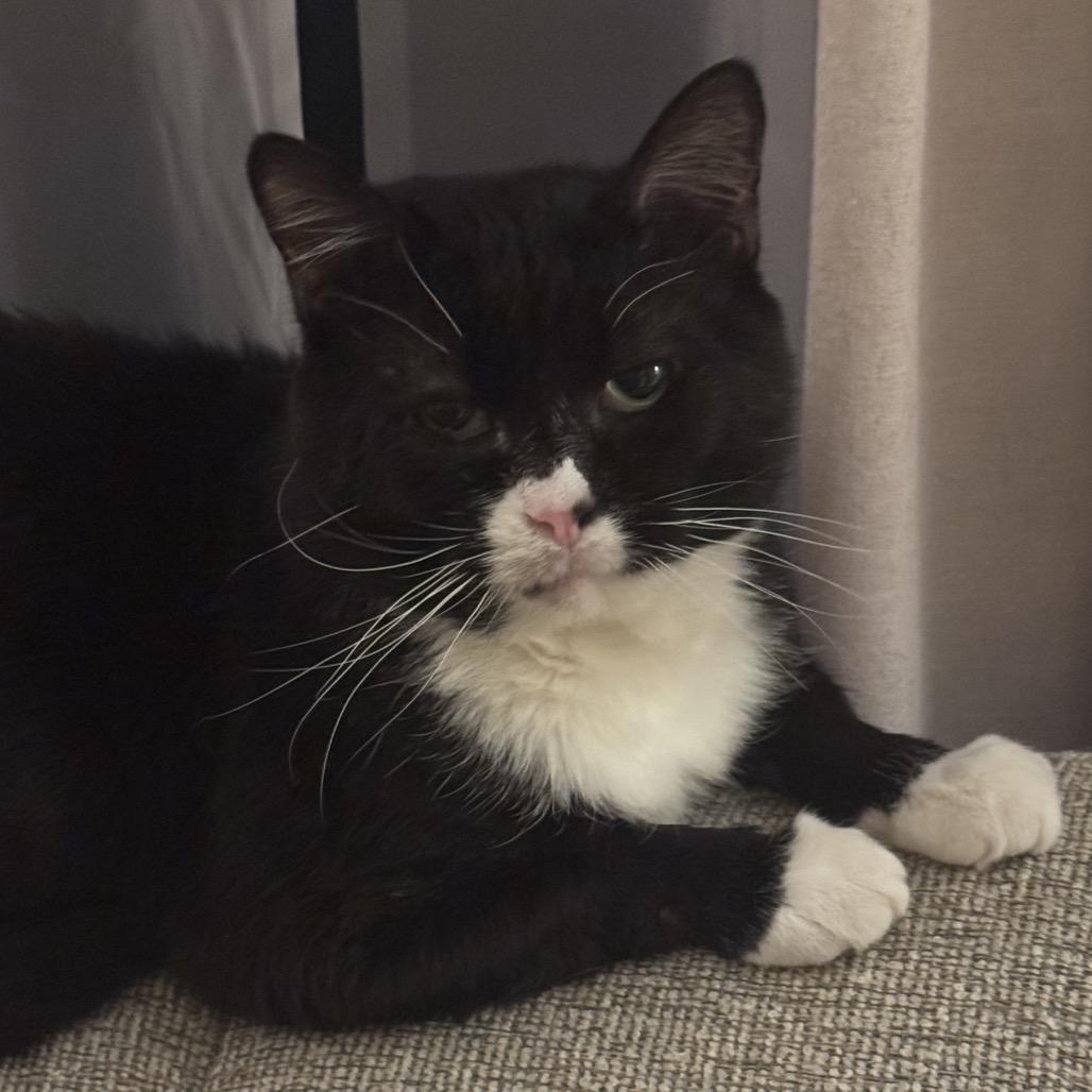 Enlarge Goosebumps, a Adoptable Domestic Short Hair in Springfield, IL image 1/3