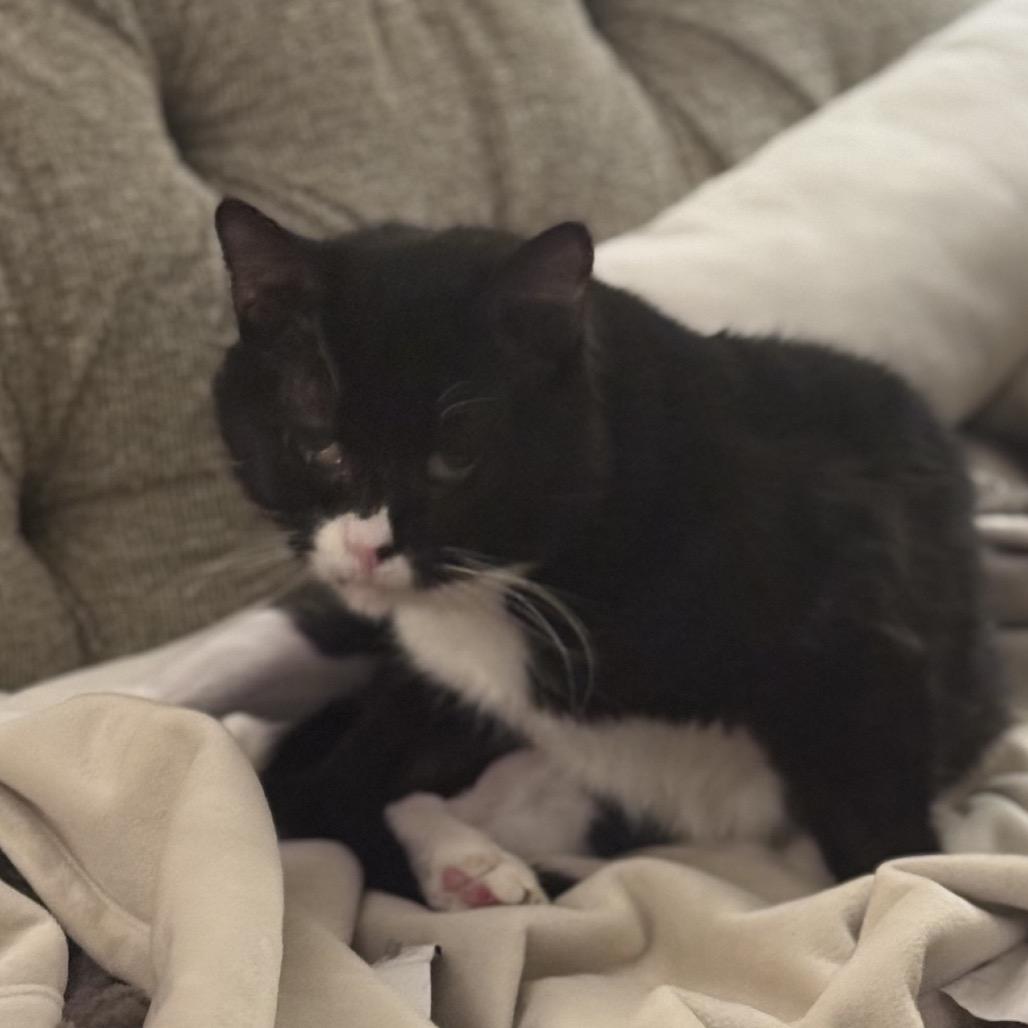 Enlarge Goosebumps, a Adoptable Domestic Short Hair in Springfield, IL image 3/3