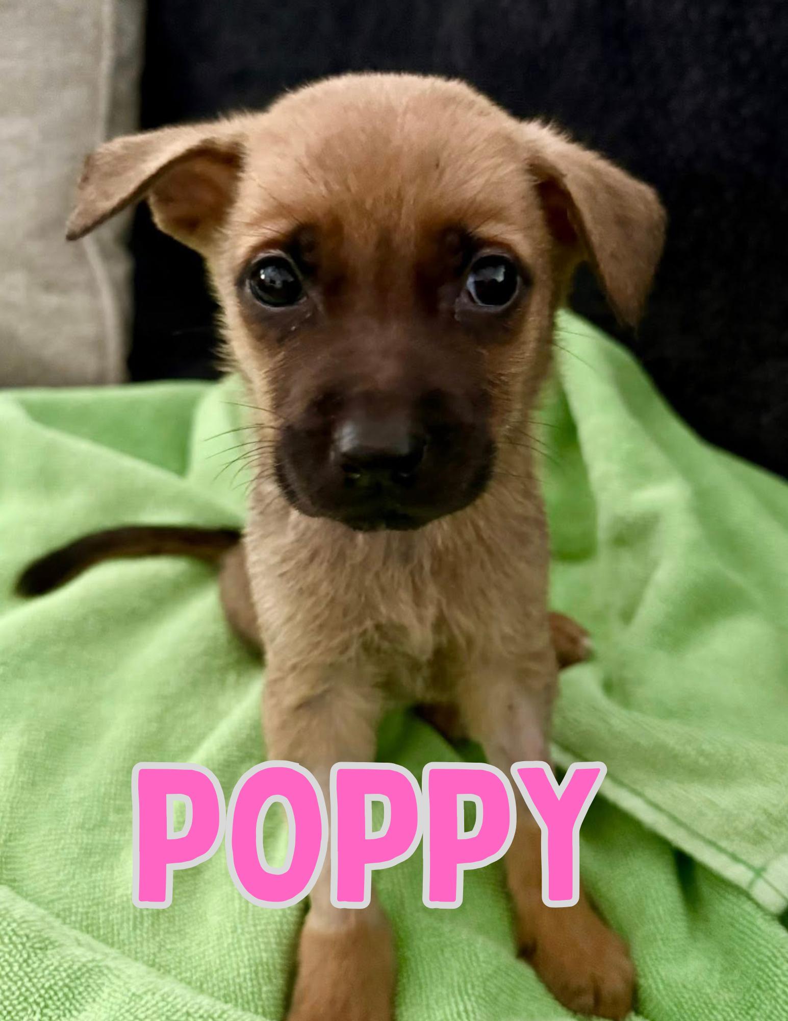 Enlarge Poppy, an adopted mixed breed in Shalimar, FL image 1/1