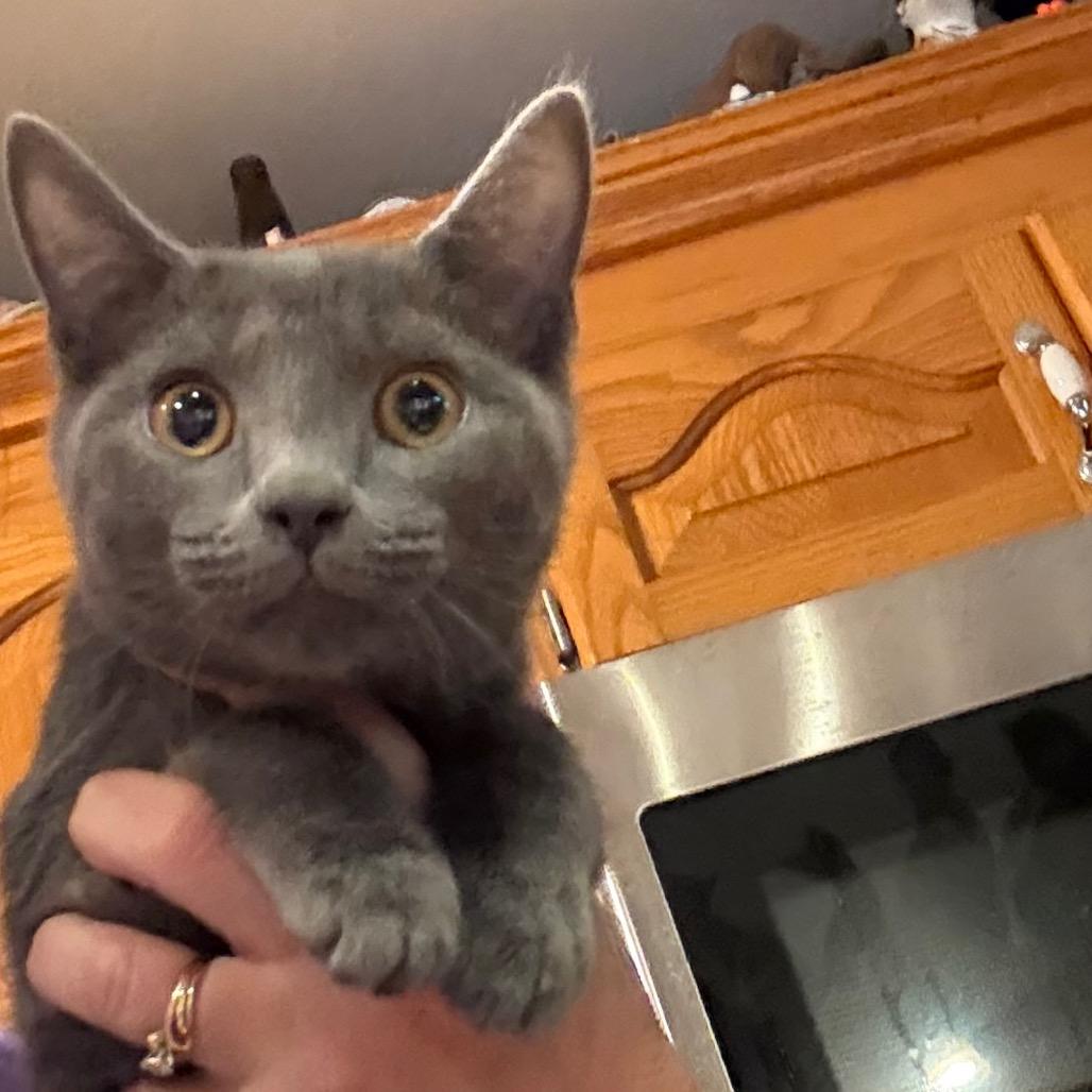 Enlarge King Cole, a Adoptable Domestic Short Hair in Granby, MO image 1/1