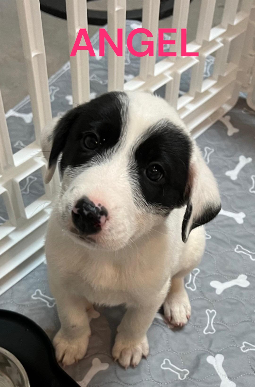 Enlarge Angel, a Adoptable Border Collie in Mesa, AZ image 1/1