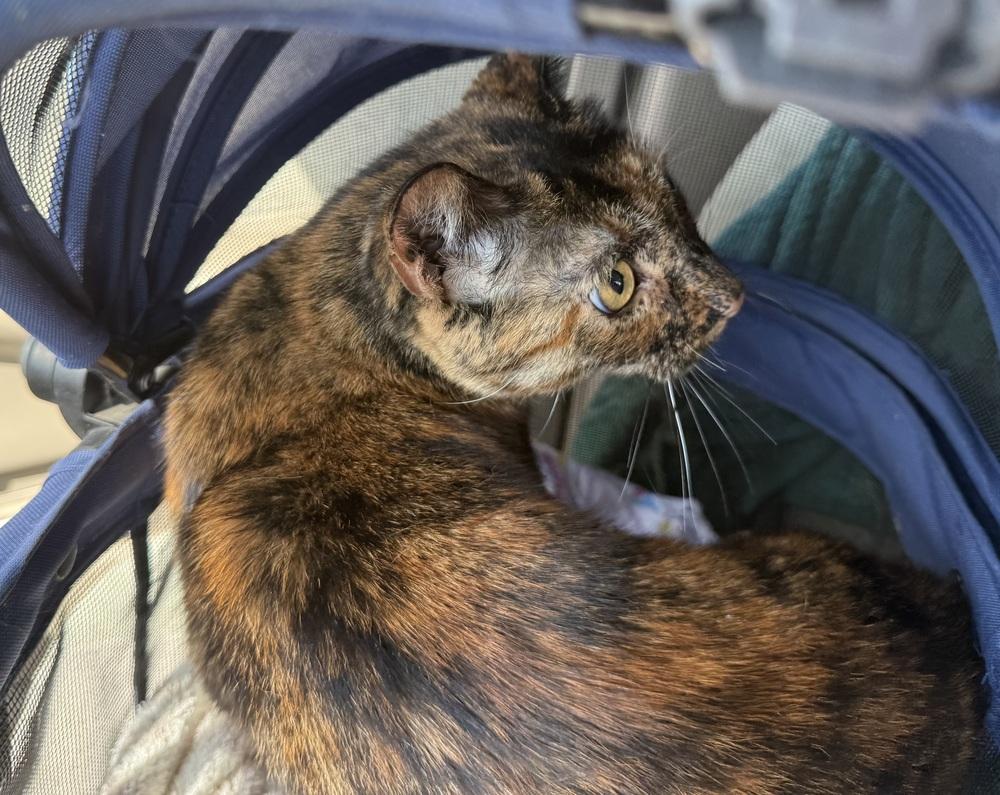 Stella, Adoptable, Young Female Domestic Short Hair.