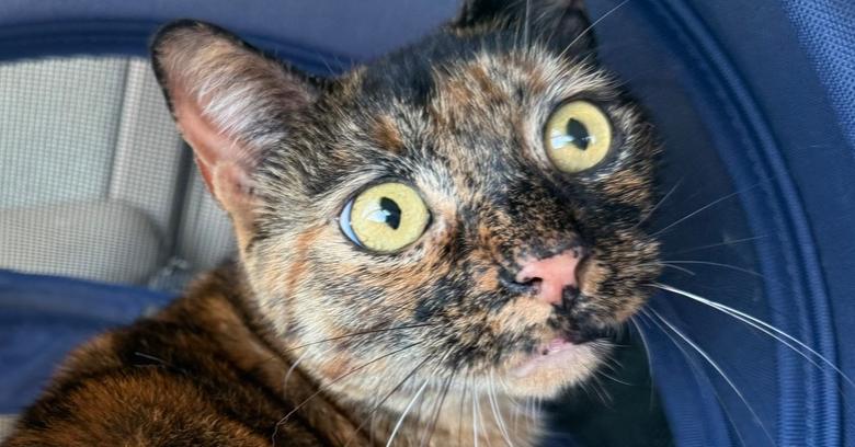 Enlarge Stella, a Adoptable mixed breed in Tampa, FL image 2/2