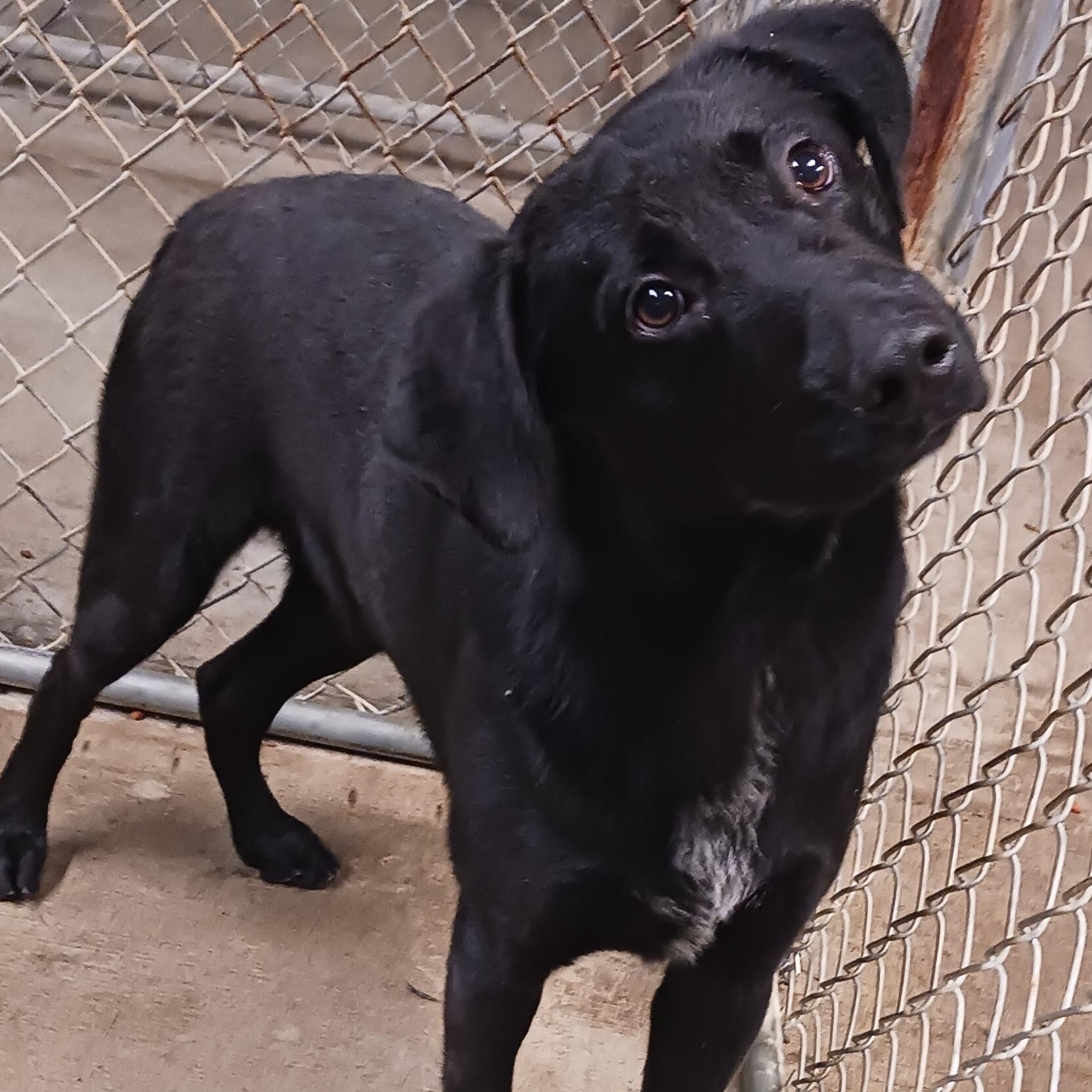 Graham, a ADOPTABLE Black Labrador Retriever in Saint Marys, WV image 1/2