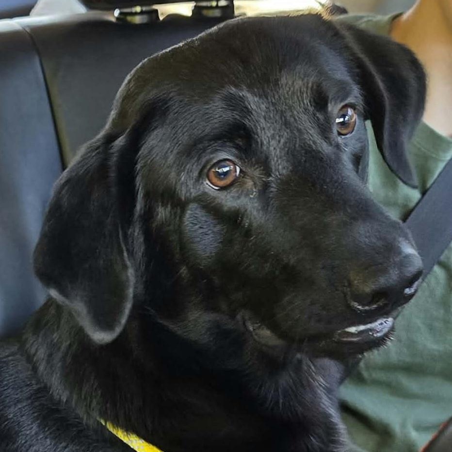 Graham, Adoptable, Young Male Black Labrador Retriever.