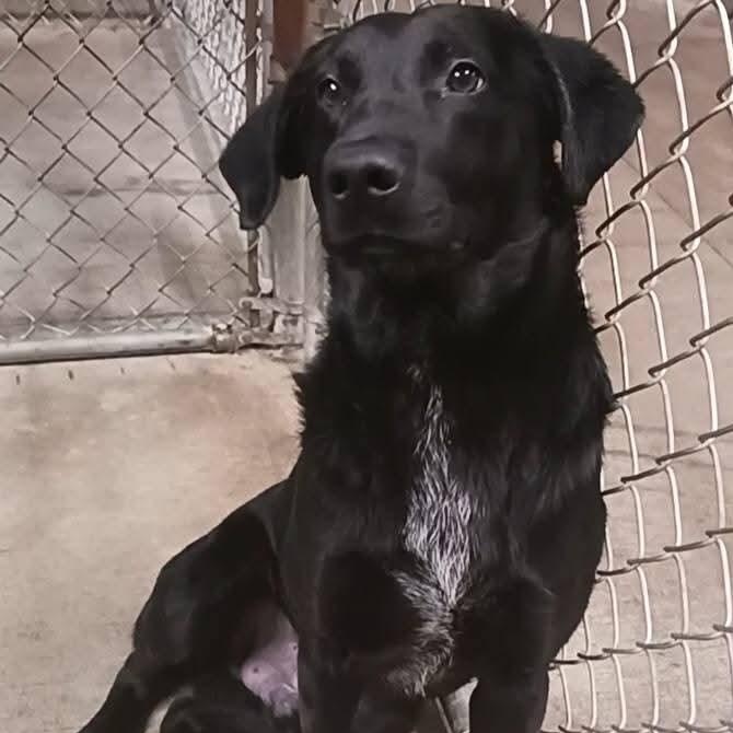 Graham, a ADOPTABLE Black Labrador Retriever in Saint Marys, WV image 2/2