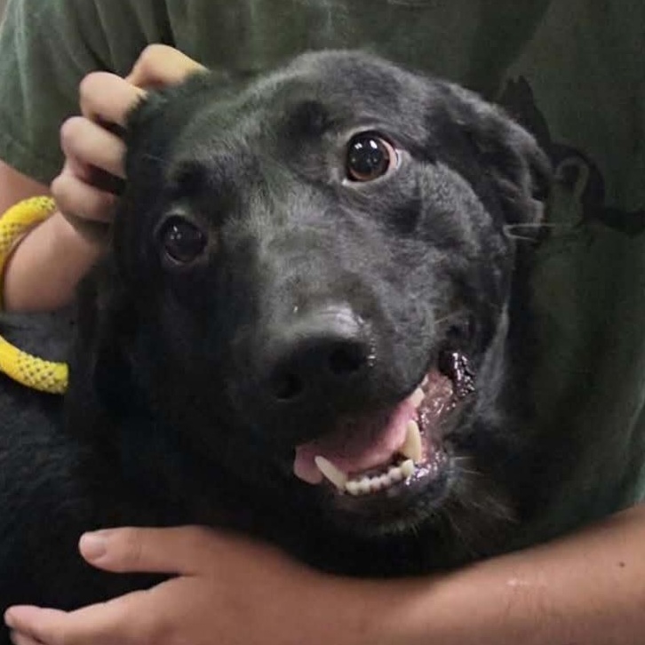 Enlarge Graham, a Adoptable Black Labrador Retriever in Saint Marys, WV image 4/5