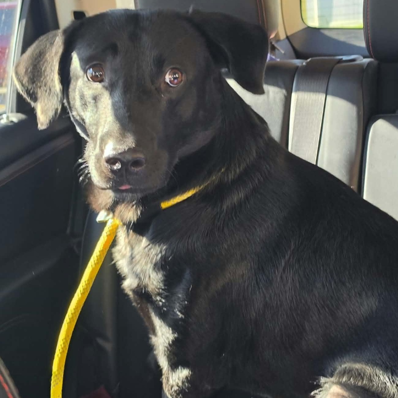 Enlarge Graham, a Adoptable Black Labrador Retriever in Saint Marys, WV image 3/5