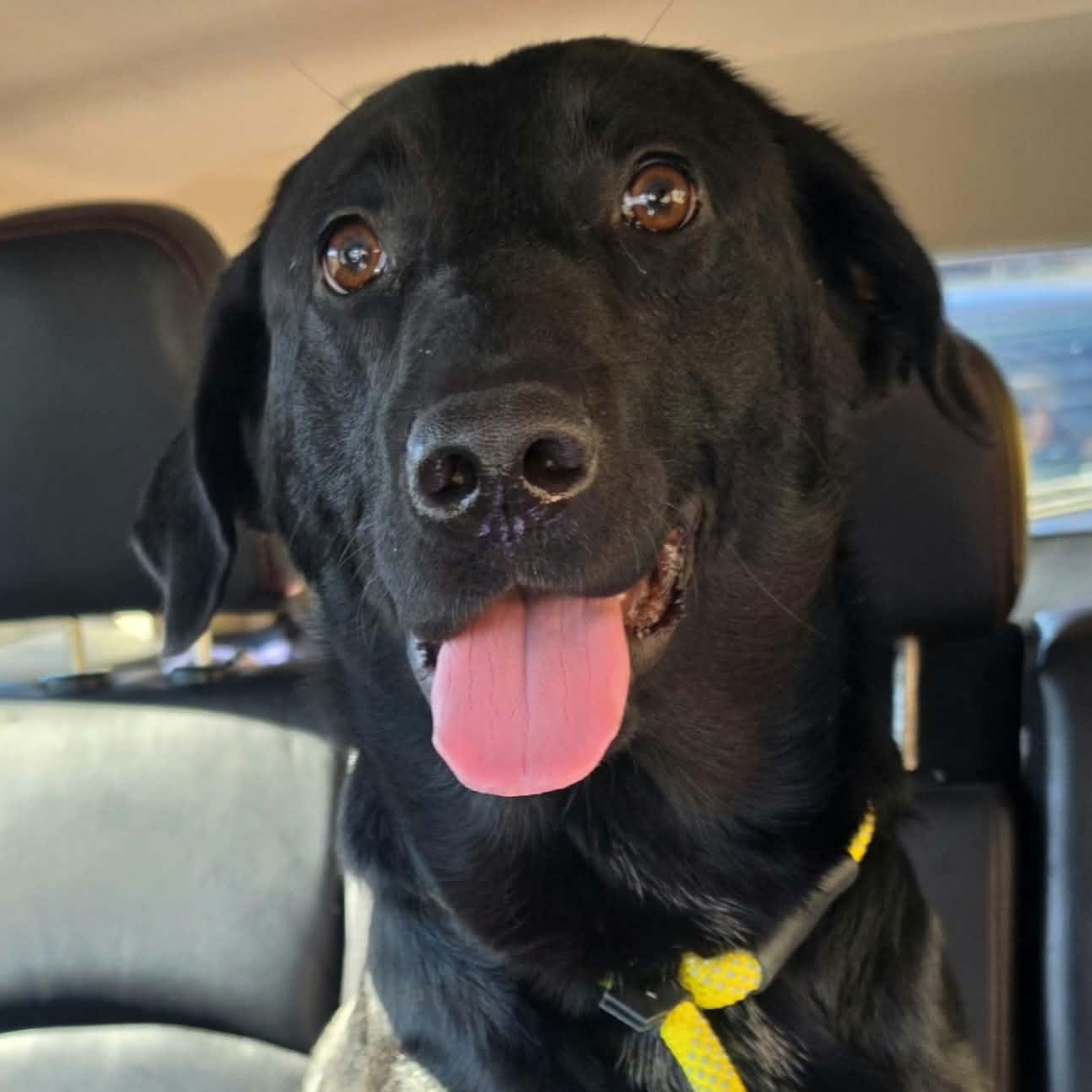Enlarge Graham, a Adoptable Black Labrador Retriever in Saint Marys, WV image 5/5