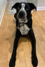 AJ, a Adoptable mixed breed in Burlington, WI image 1/3