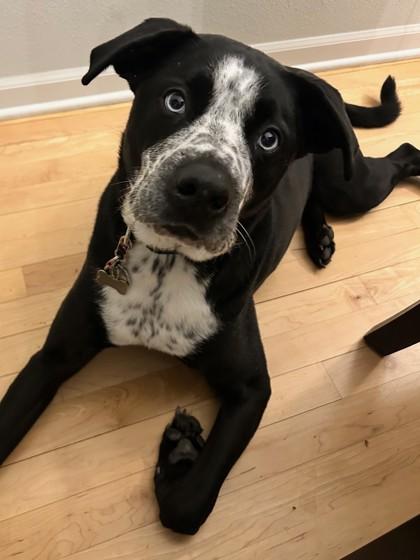 AJ, Adoptable, Senior Male Retriever & Mixed Breed.