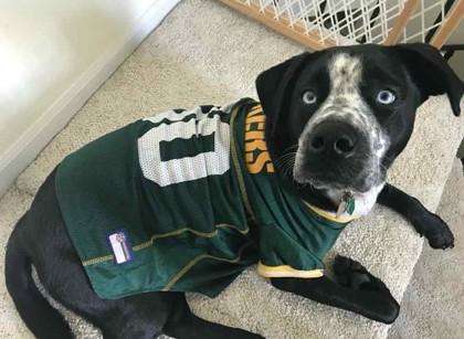 Enlarge AJ, a Adoptable mixed breed in Burlington, WI image 2/3