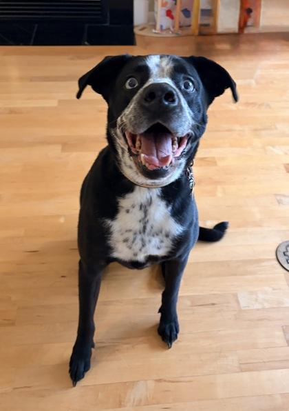 AJ, a Adoptable mixed breed in Burlington, WI image 2/3