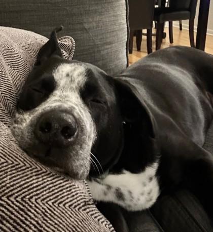 AJ, Adoptable, Senior Male Retriever & Mixed Breed.