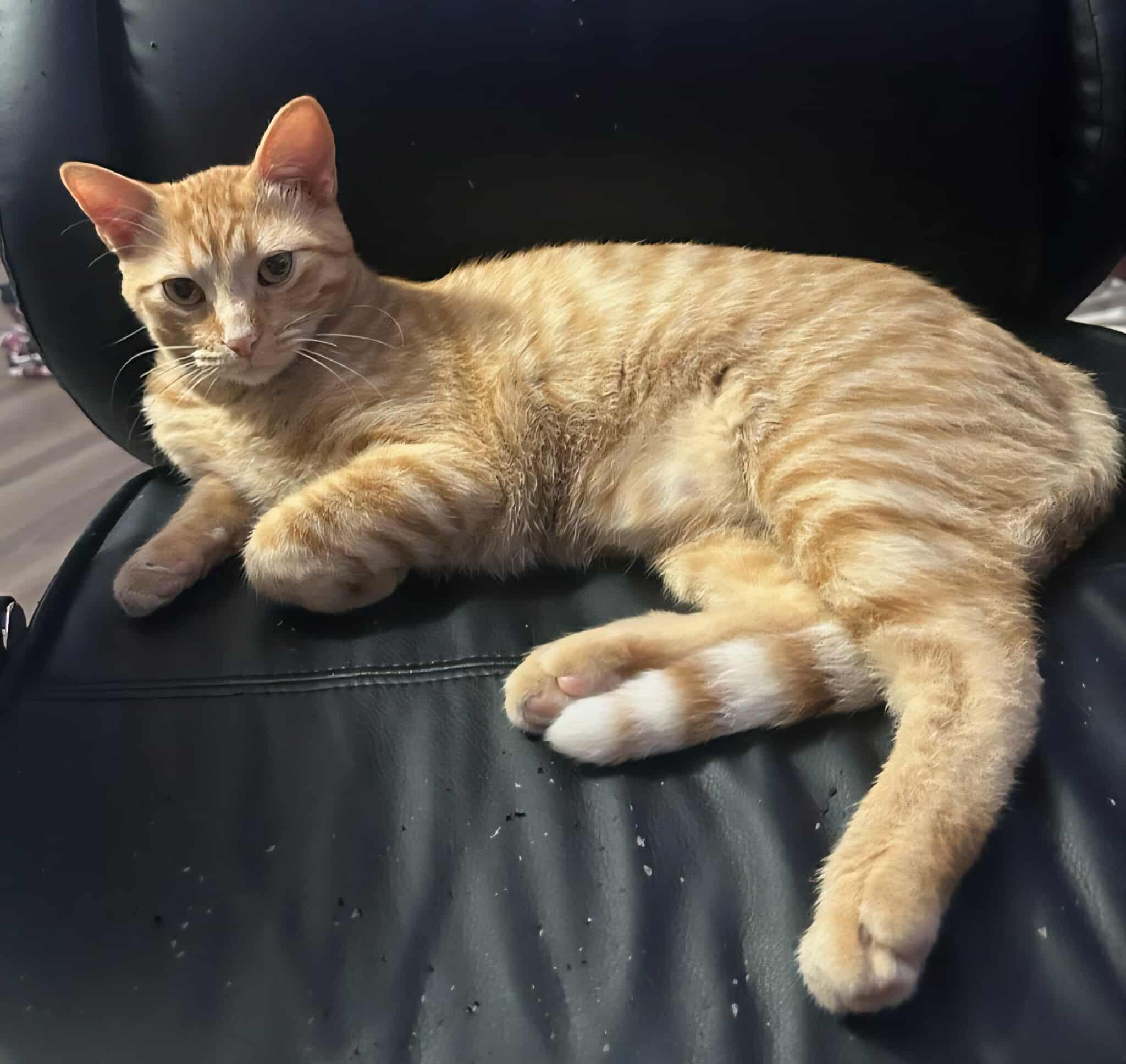 Stampy