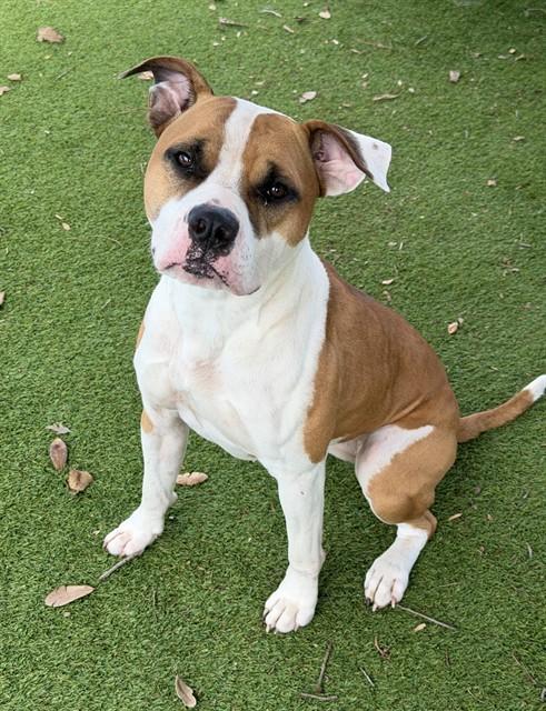 Enlarge BOWIE, a Adoptable mixed breed in Fort Myers, FL image 1/1