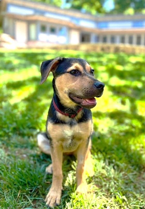 Enlarge JOAN JETT, an adoptable mixed breed in Pegram, TN image 4/6