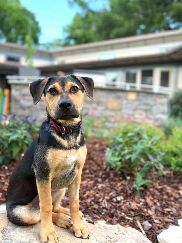 JOAN JETT, adoptable, Young Female Shepherd.