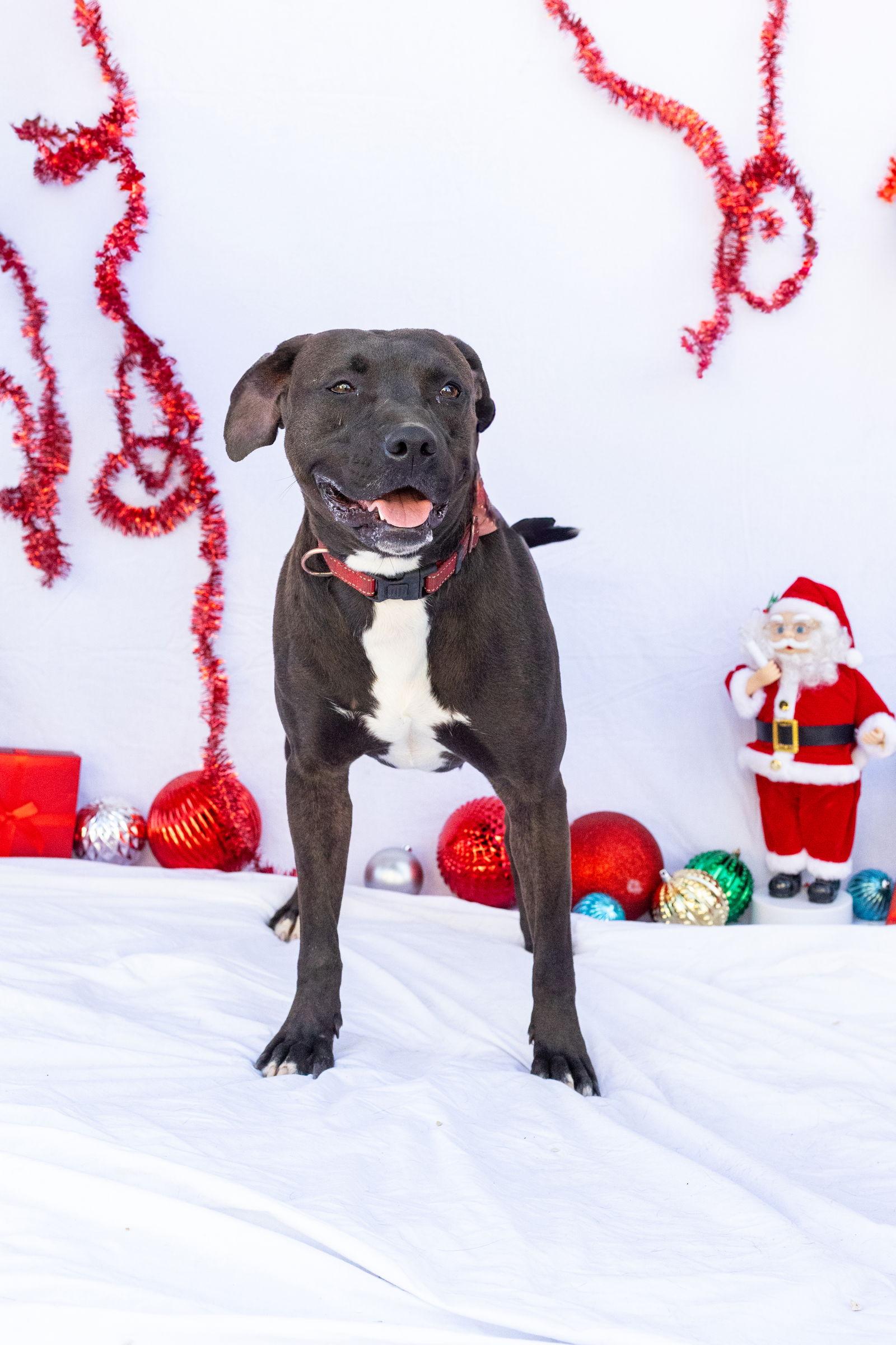 Willow, a Adoptable mixed breed in Stover, MO image 1/6