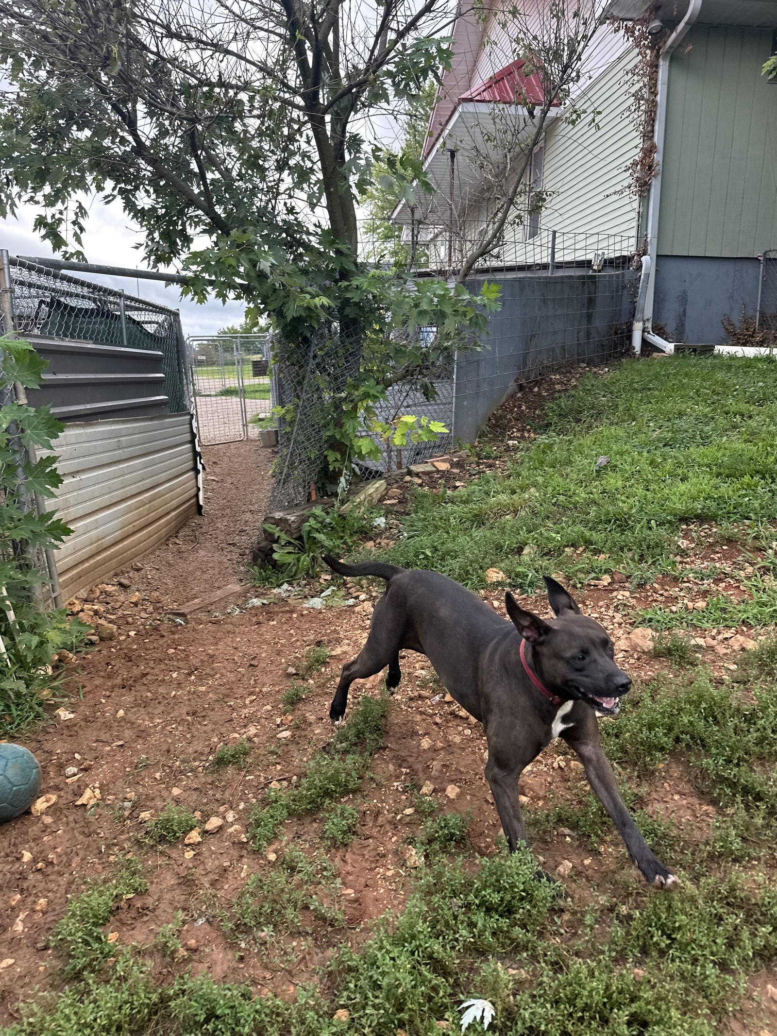 Willow, Adoptable, Adult Female Pit Bull Terrier & Australian Cattle Dog / Blue Heeler.