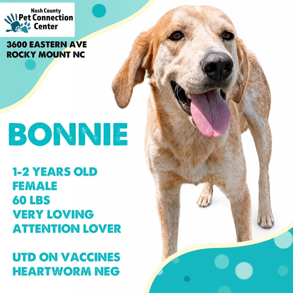 BONNIE Available NOW - ADOPTION or RESCUE!, Adoptable, Adult Female Mixed Breed.