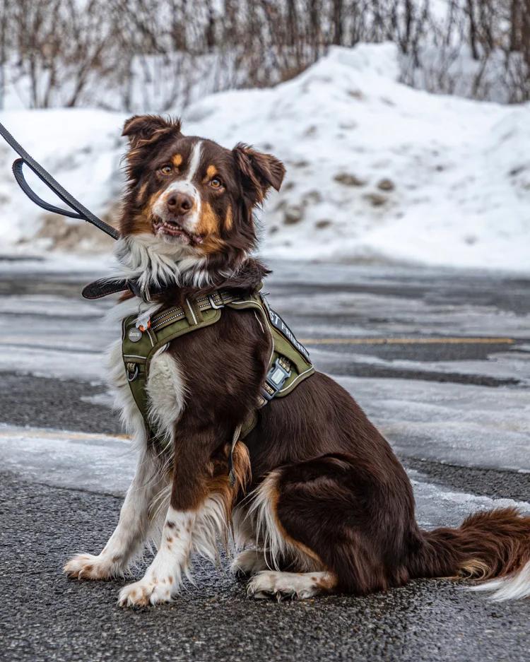 Jake, Adoptable, Adult Male Australian Shepherd.