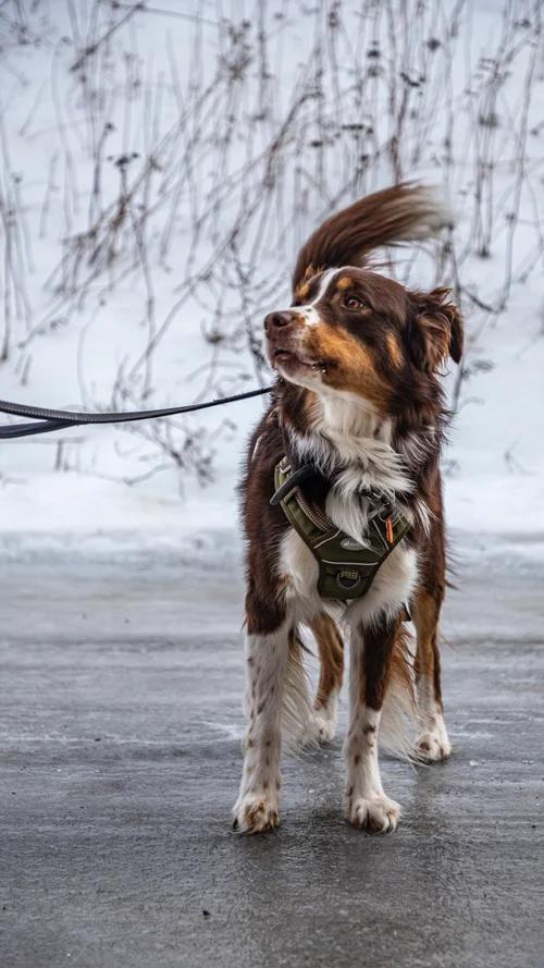 Jake, a Adoptable Australian Shepherd in laval, QC image 2/3