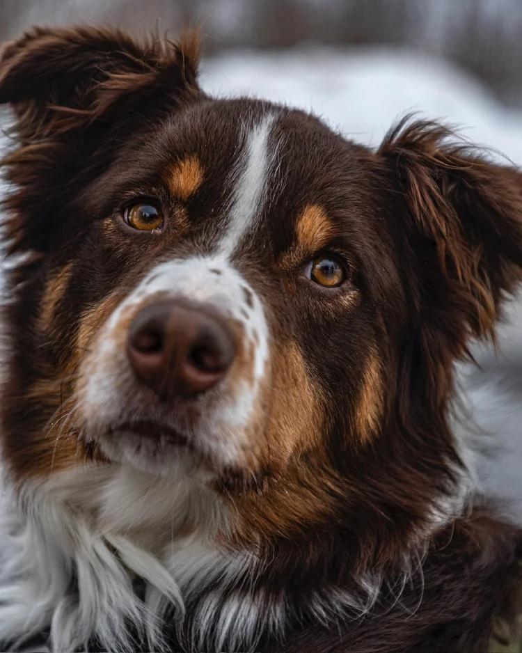 Jake, a Adoptable Australian Shepherd in laval, QC image 3/3