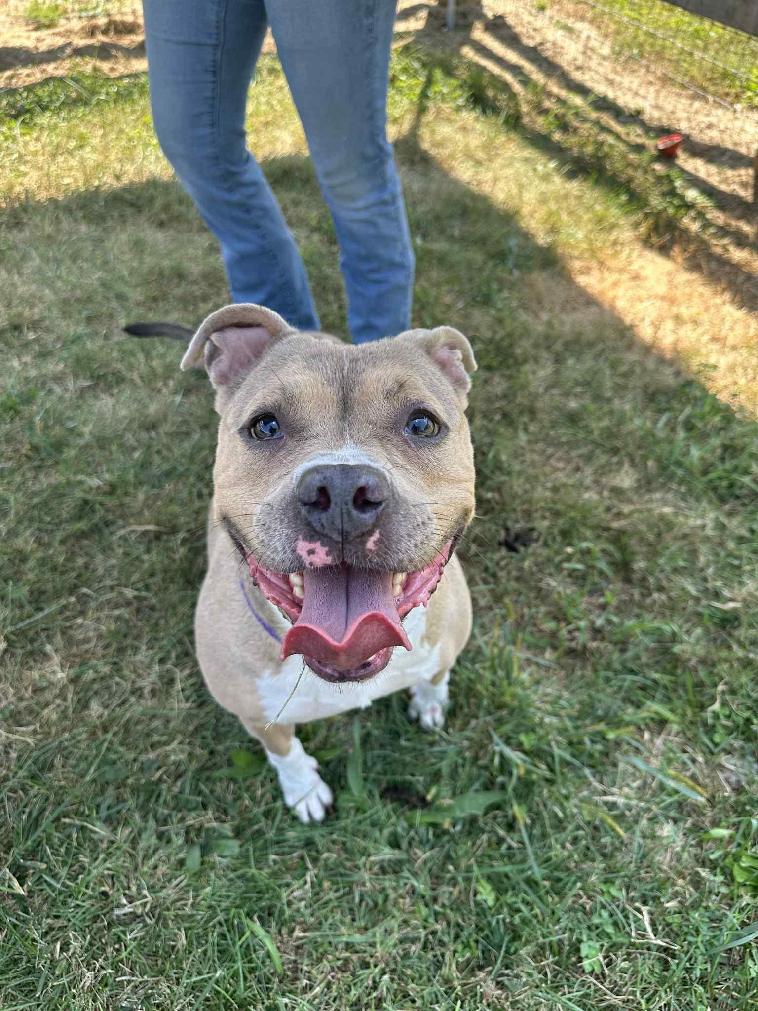 Willow, Adoptable, Adult Female Pit Bull Terrier.