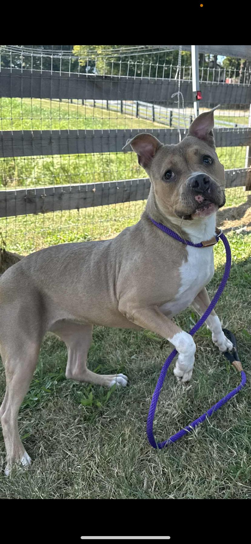 Willow, a Adoptable Pit Bull Terrier in Shelbyville, KY image 2/5