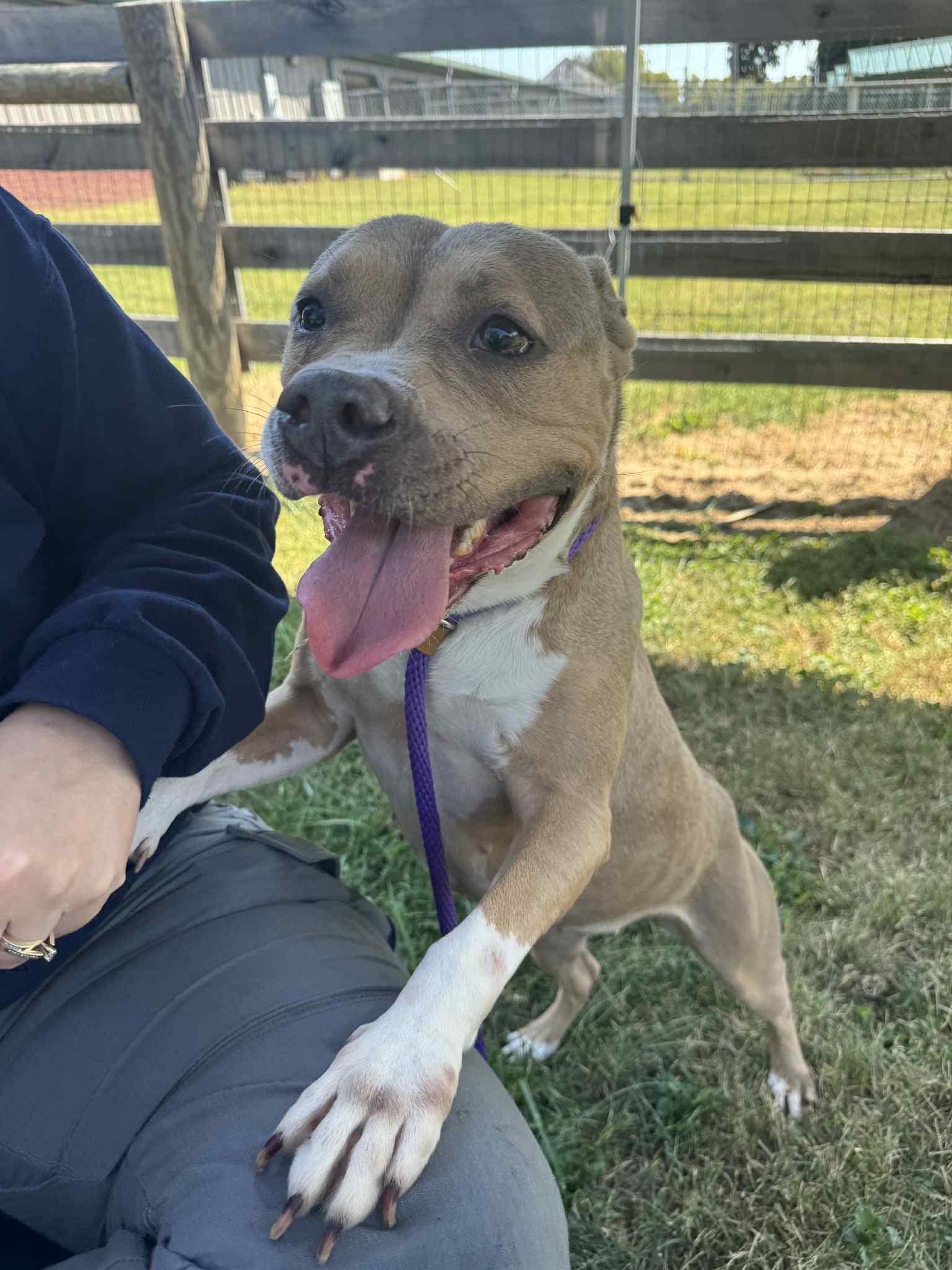 Willow, a Adoptable Pit Bull Terrier in Shelbyville, KY image 3/5