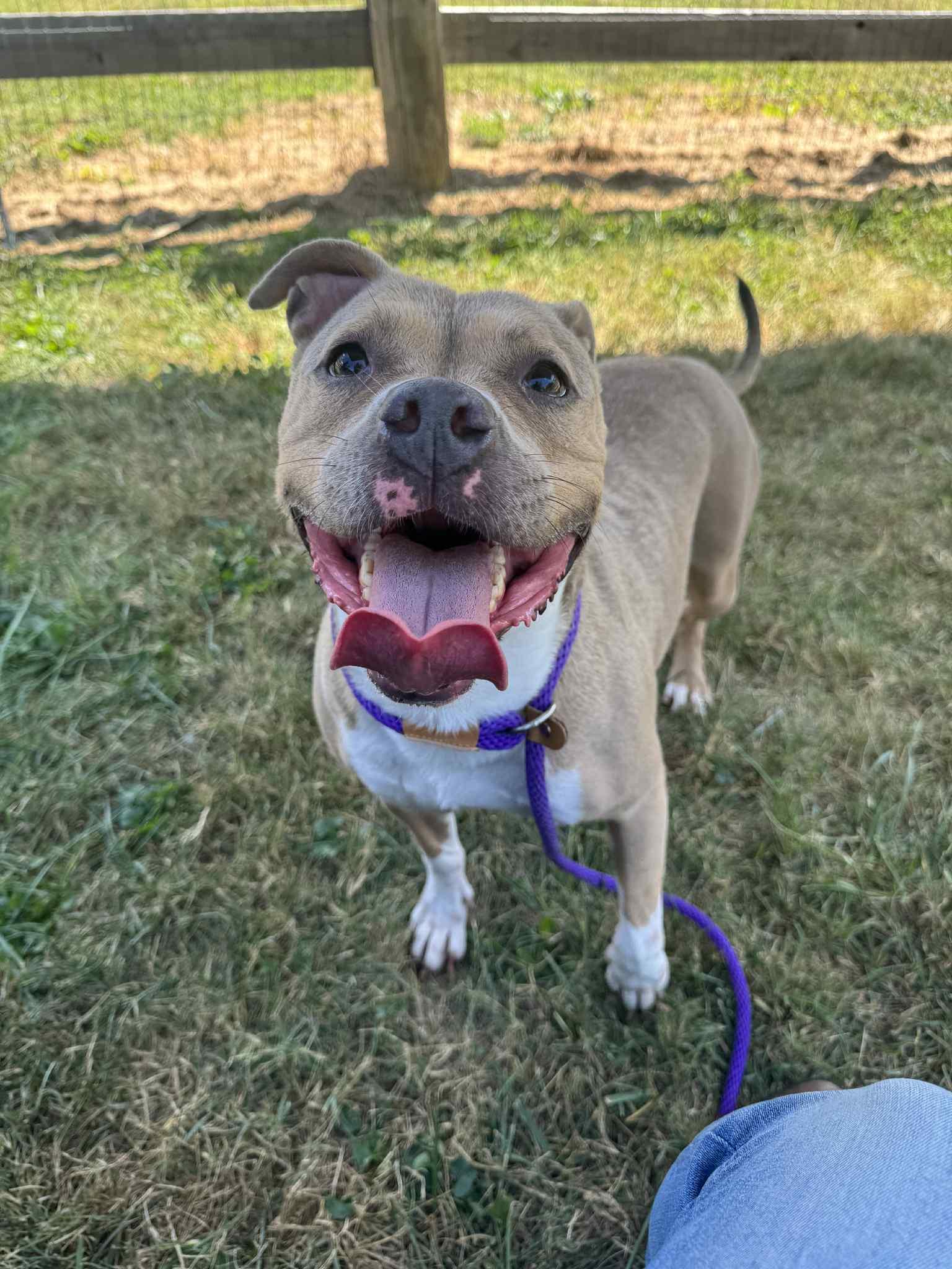 Willow, a Adoptable Pit Bull Terrier in Shelbyville, KY image 4/5